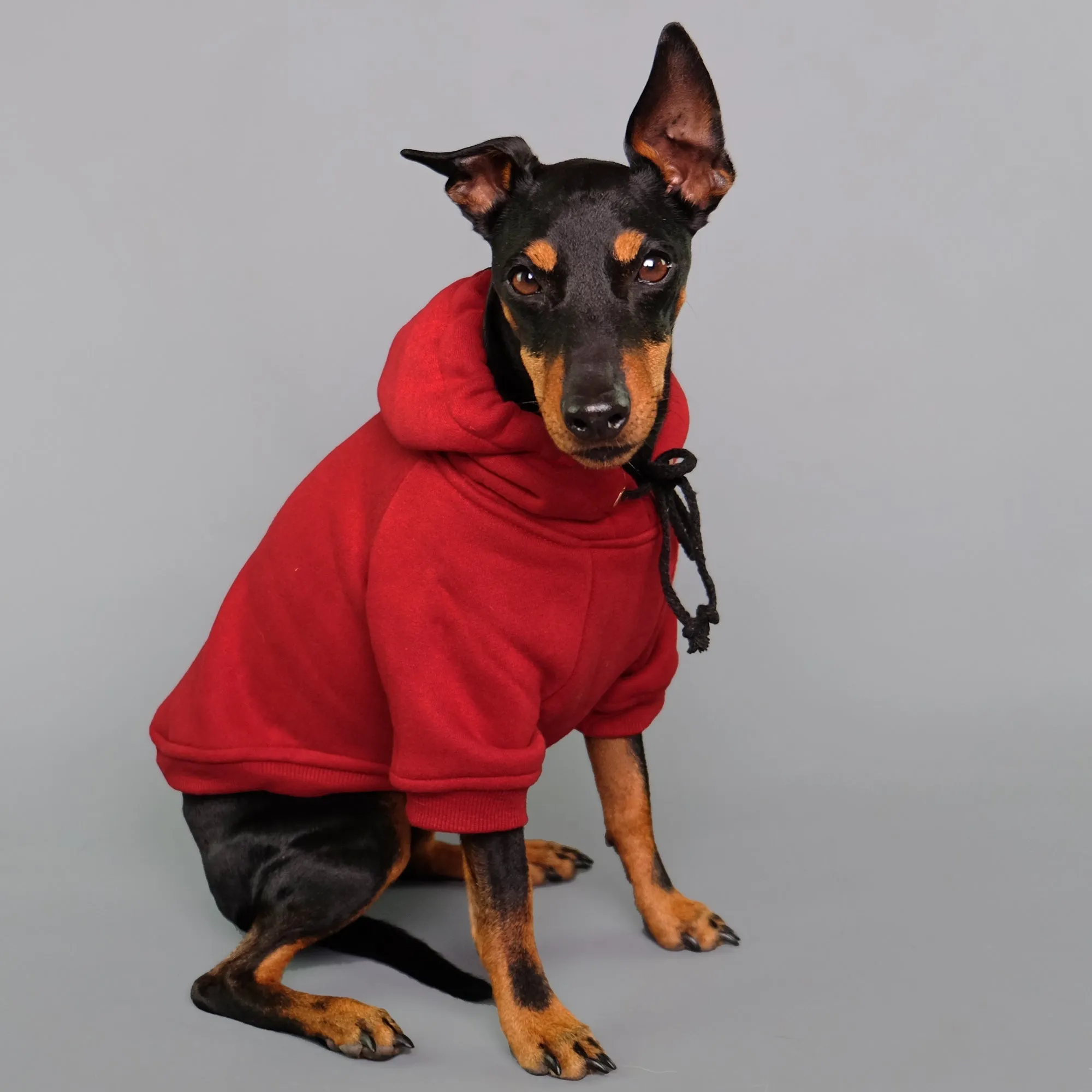 Maroon-ed Red Dog Hoodie